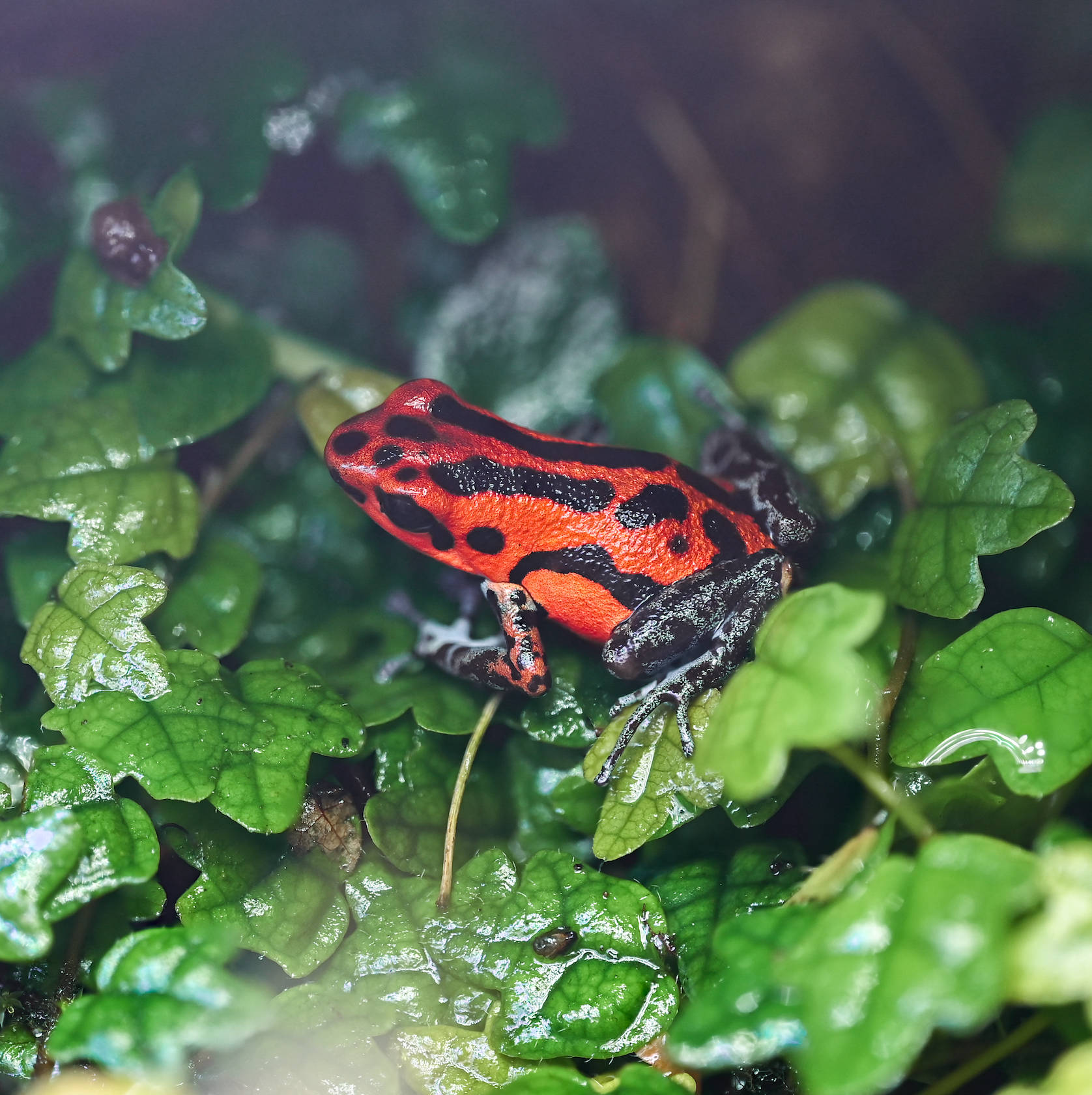 O. pumilio 'Rio Branco' - Female (WYSIWYG)