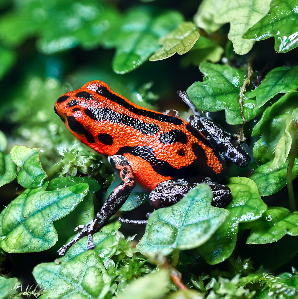 O. pumilio 'Rio Branco' - Female (WYSIWYG)