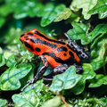O. pumilio 'Rio Branco' - Female (WYSIWYG)