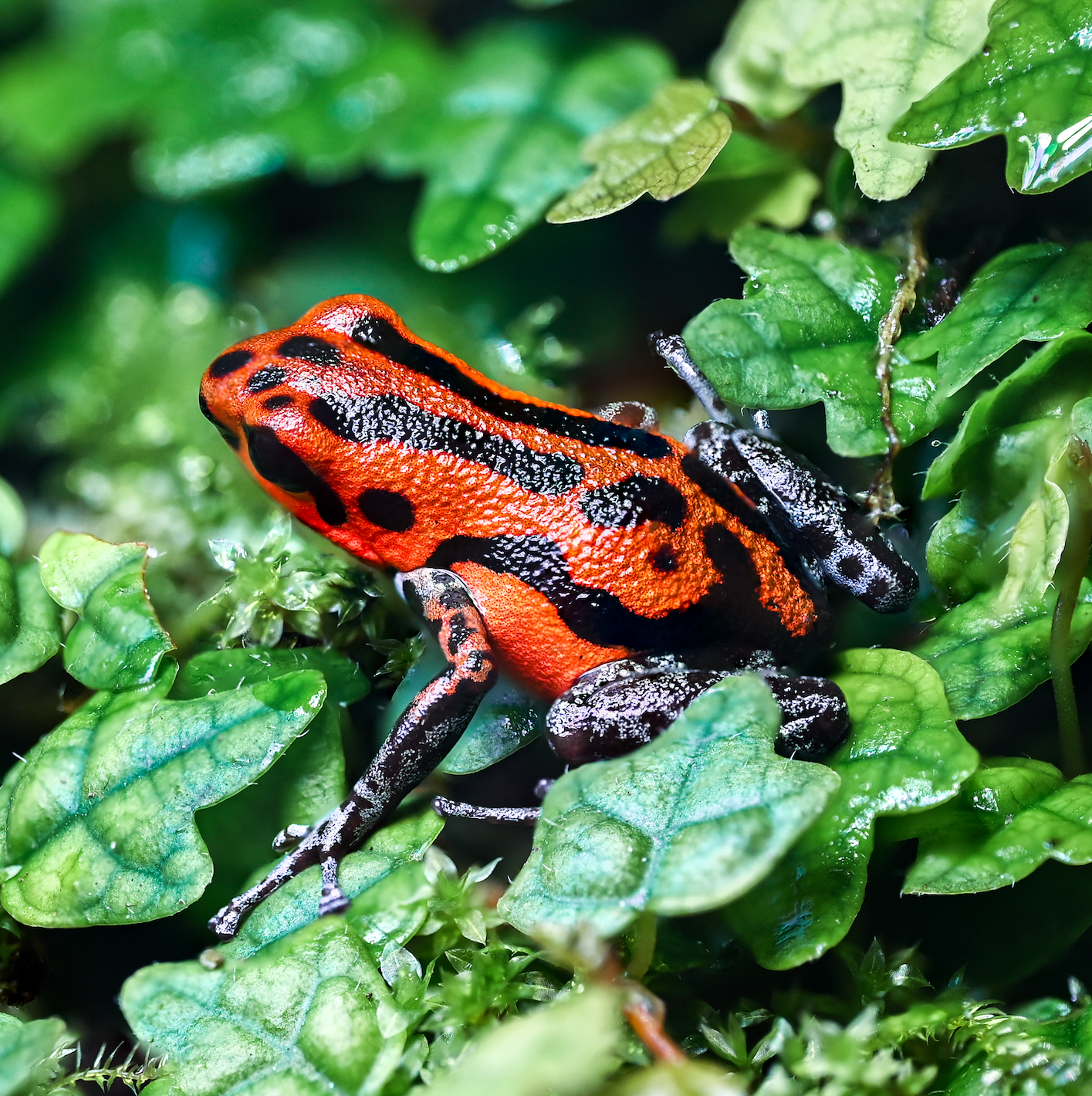 O. pumilio 'Rio Branco' - Female (WYSIWYG)