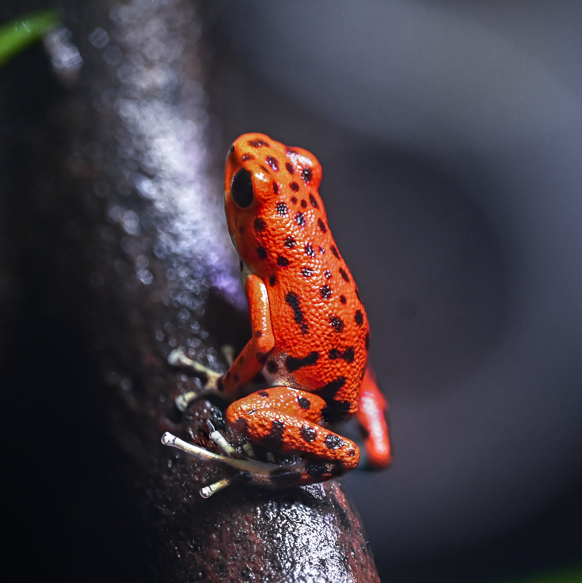 O. pumilio 'Bastimentos - Cemetery' - Male (WYSIWYG)