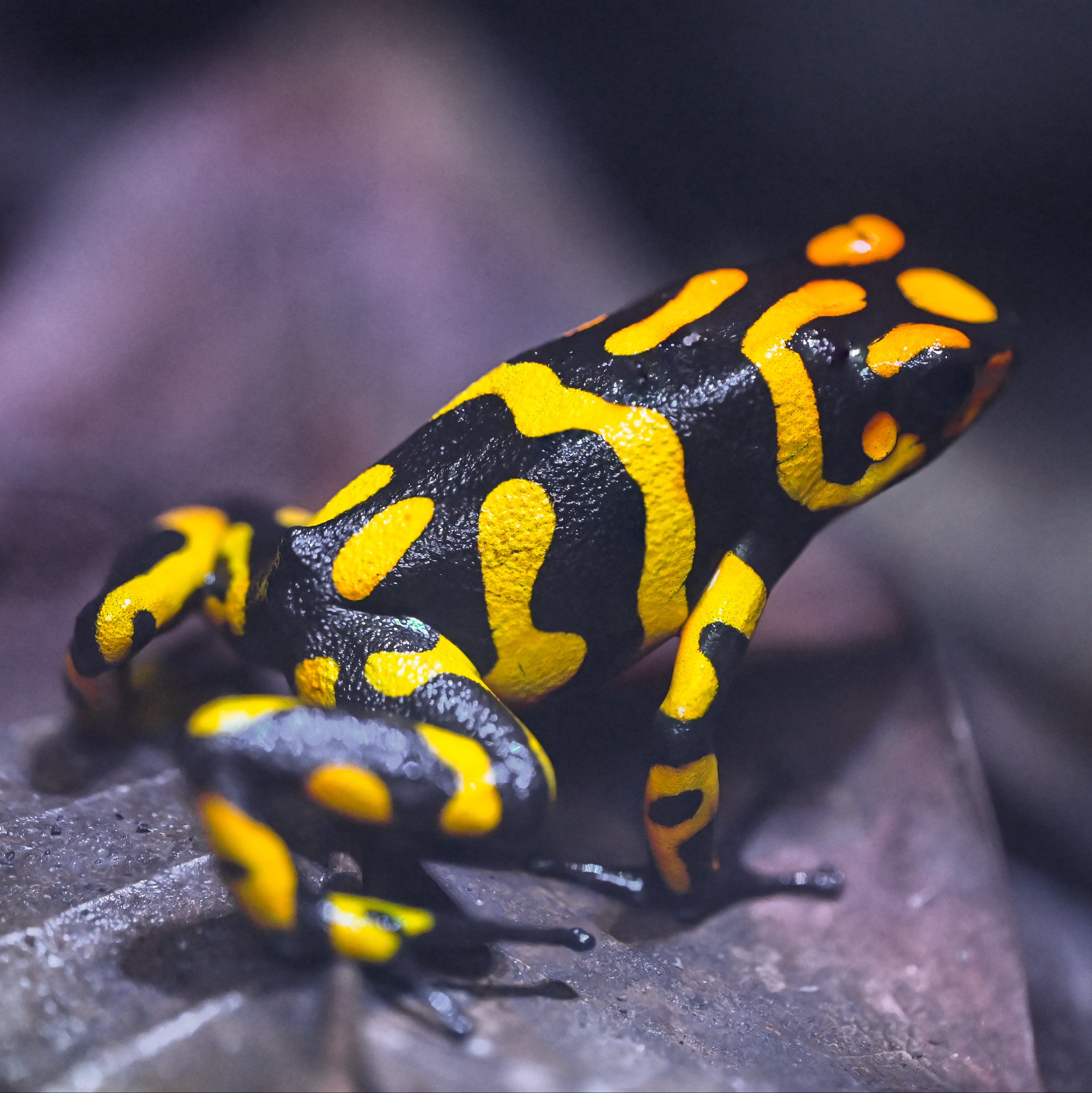 Oophaga histrionica 'Anchicaya'