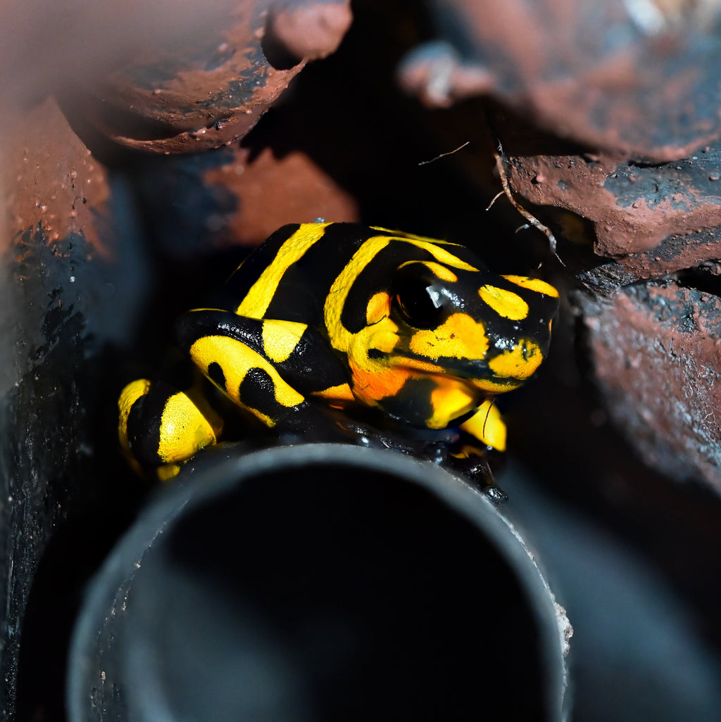 Oophaga histrionica 'Anchicaya'