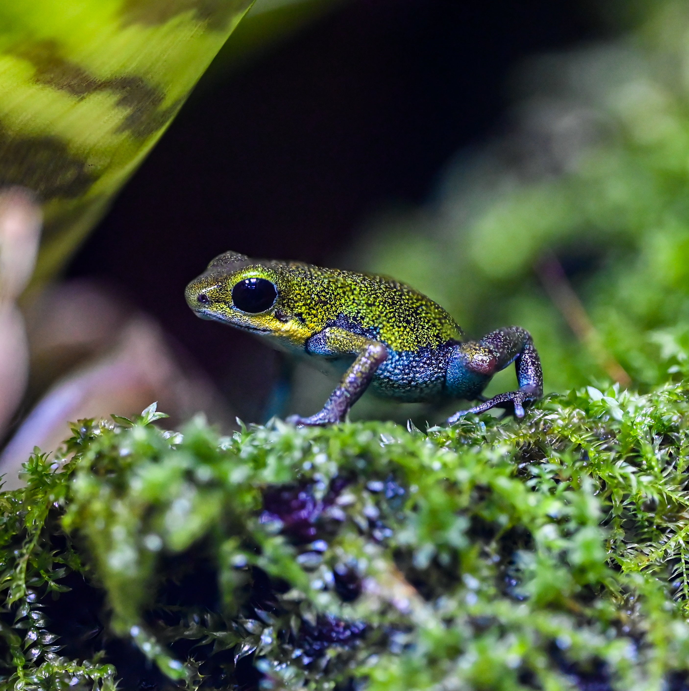 Oophaga pumilio 'Popa 1'