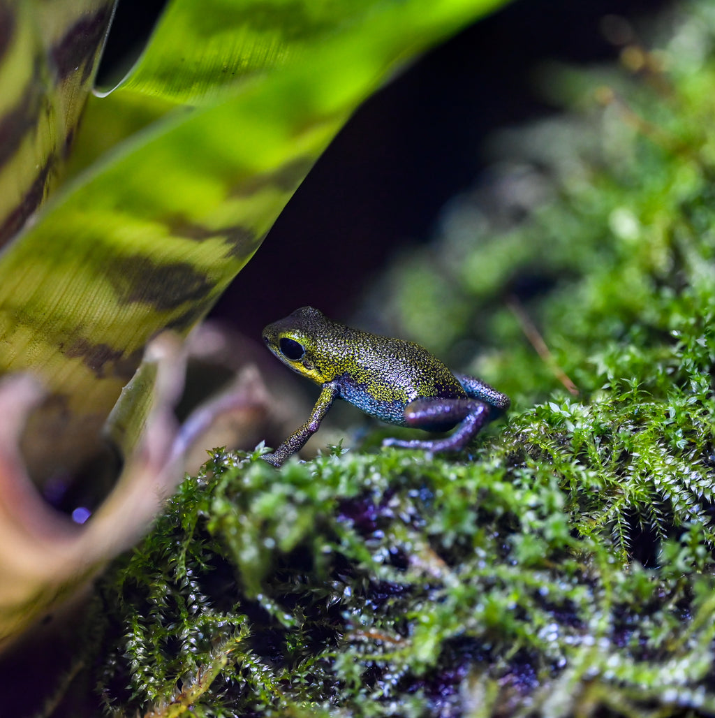 Oophaga pumilio 'Popa 1'