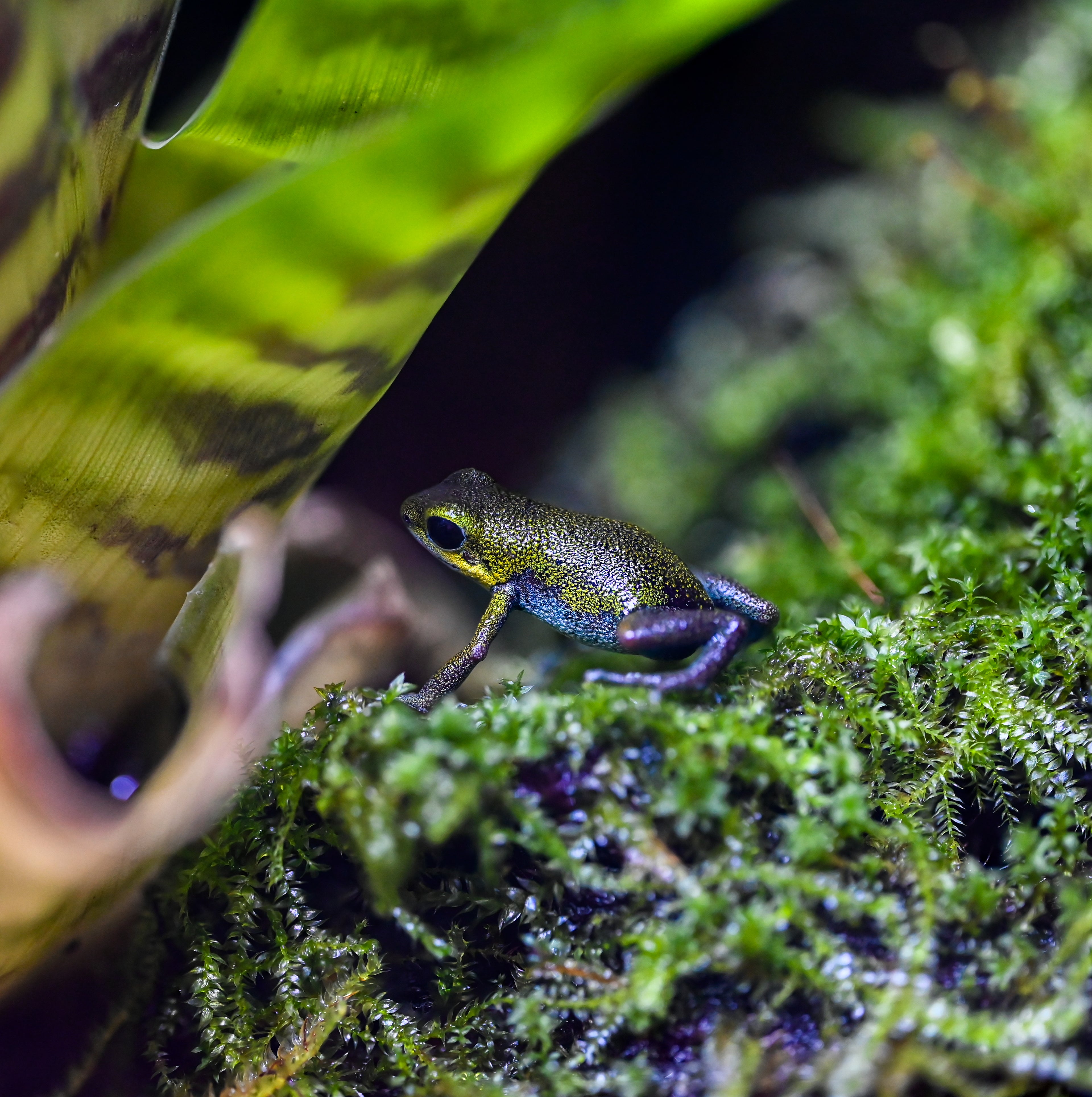 Oophaga pumilio 'Popa 1'