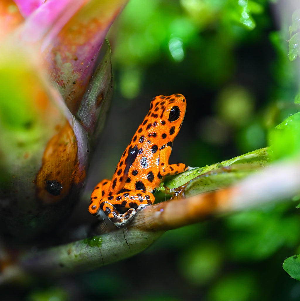 Oophaga pumilio 'Cemetery Bastimentos' - Orange