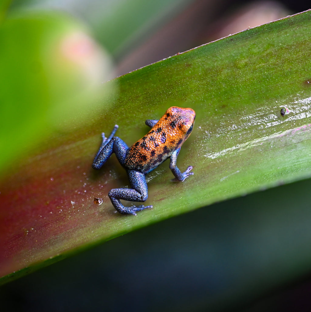 Oophaga pumilio 'Inland Colubre'
