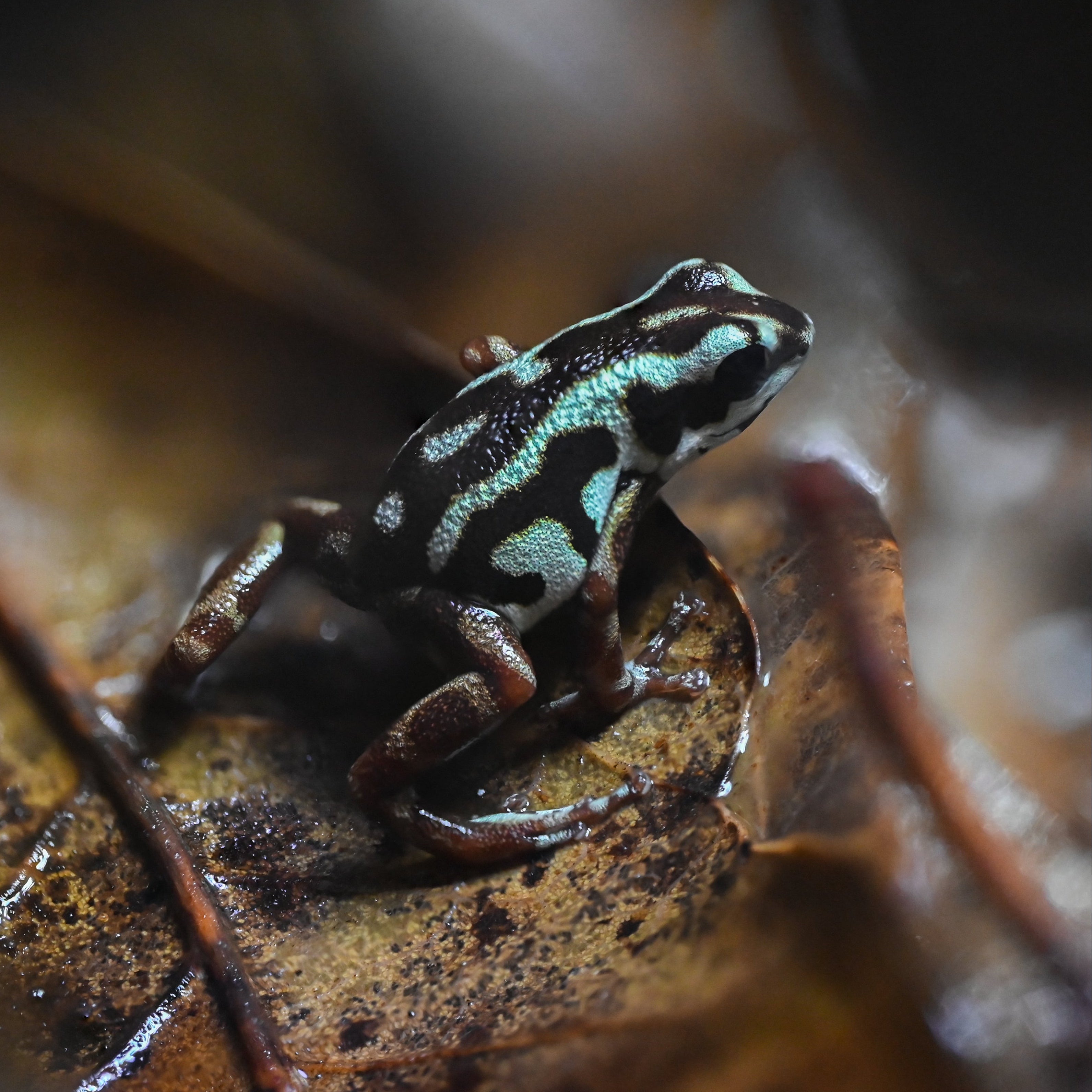 Oophaga pumilio 'Rio Branco'