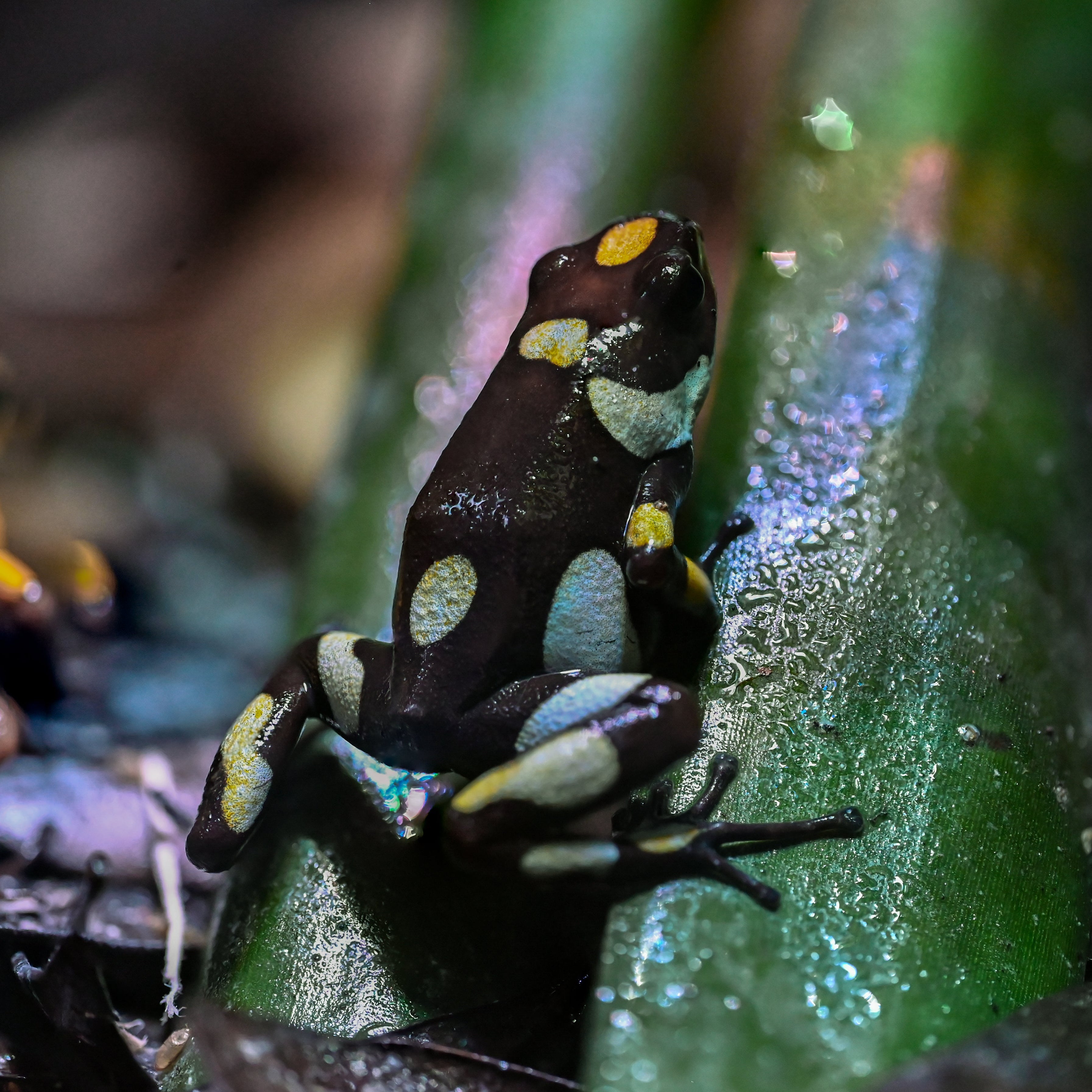 Oophaga histrionica 'Atrato'