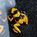 O. lehmanni 'Yellow' - 0.0.1 (WYSIWYG)