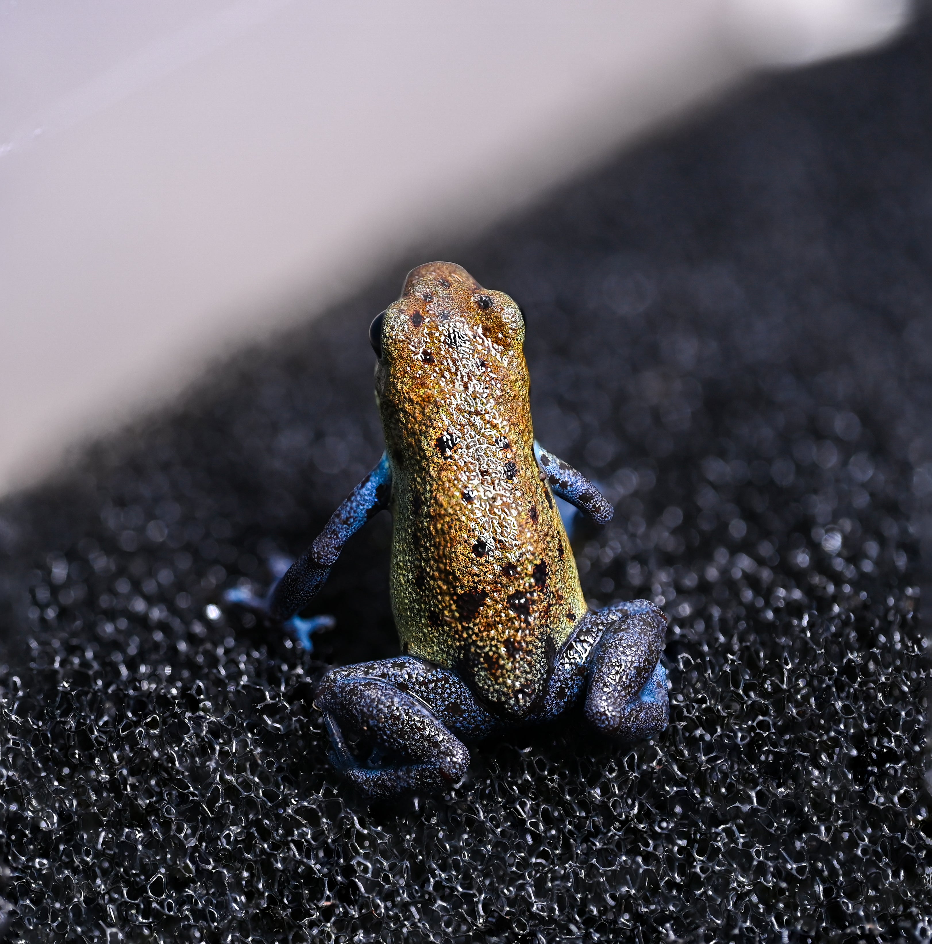 O. pumilio 'Inland Colubre' - 1.1 Proven Pair (WYSIWYG)