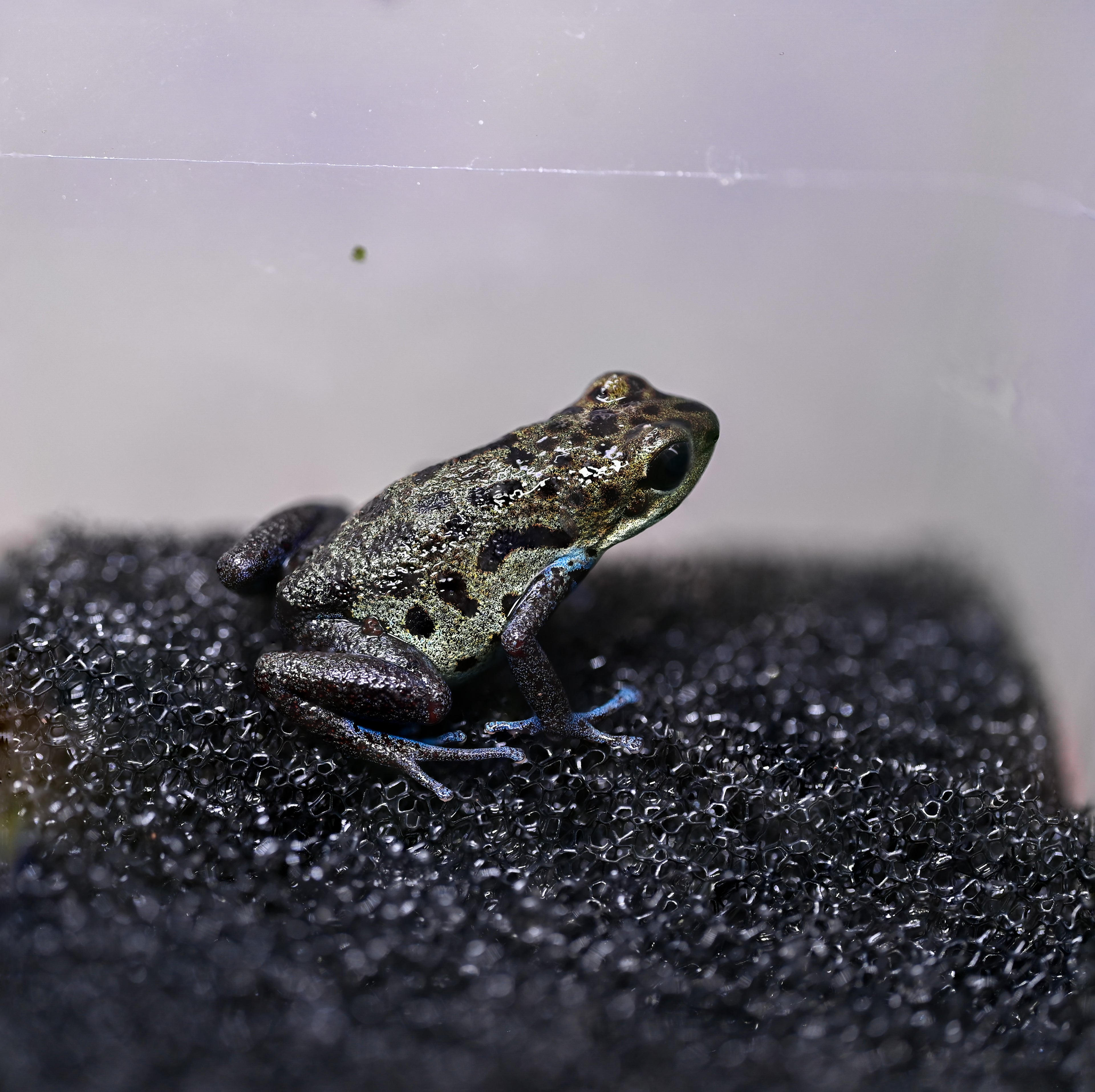 O. pumilio 'Inland Colubre' - 1.1 Proven Pair (WYSIWYG)