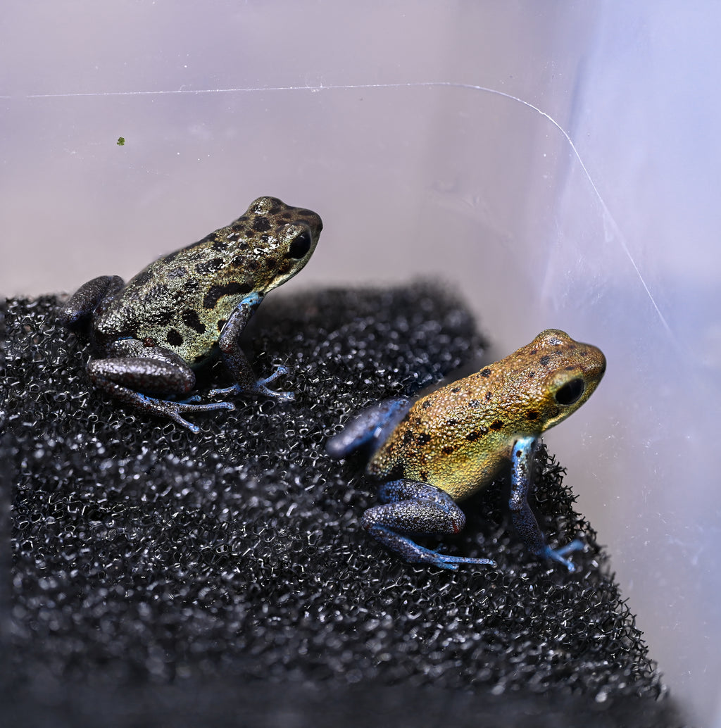 O. pumilio 'Inland Colubre' - 1.1 Proven Pair (WYSIWYG)