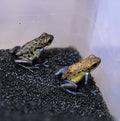 O. pumilio 'Inland Colubre' - 1.1 Proven Pair (WYSIWYG)