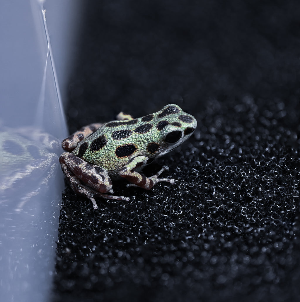 O. pumilio 'Bastimentos - Gold Dust' - 0.0.2 (WYSIWYG)