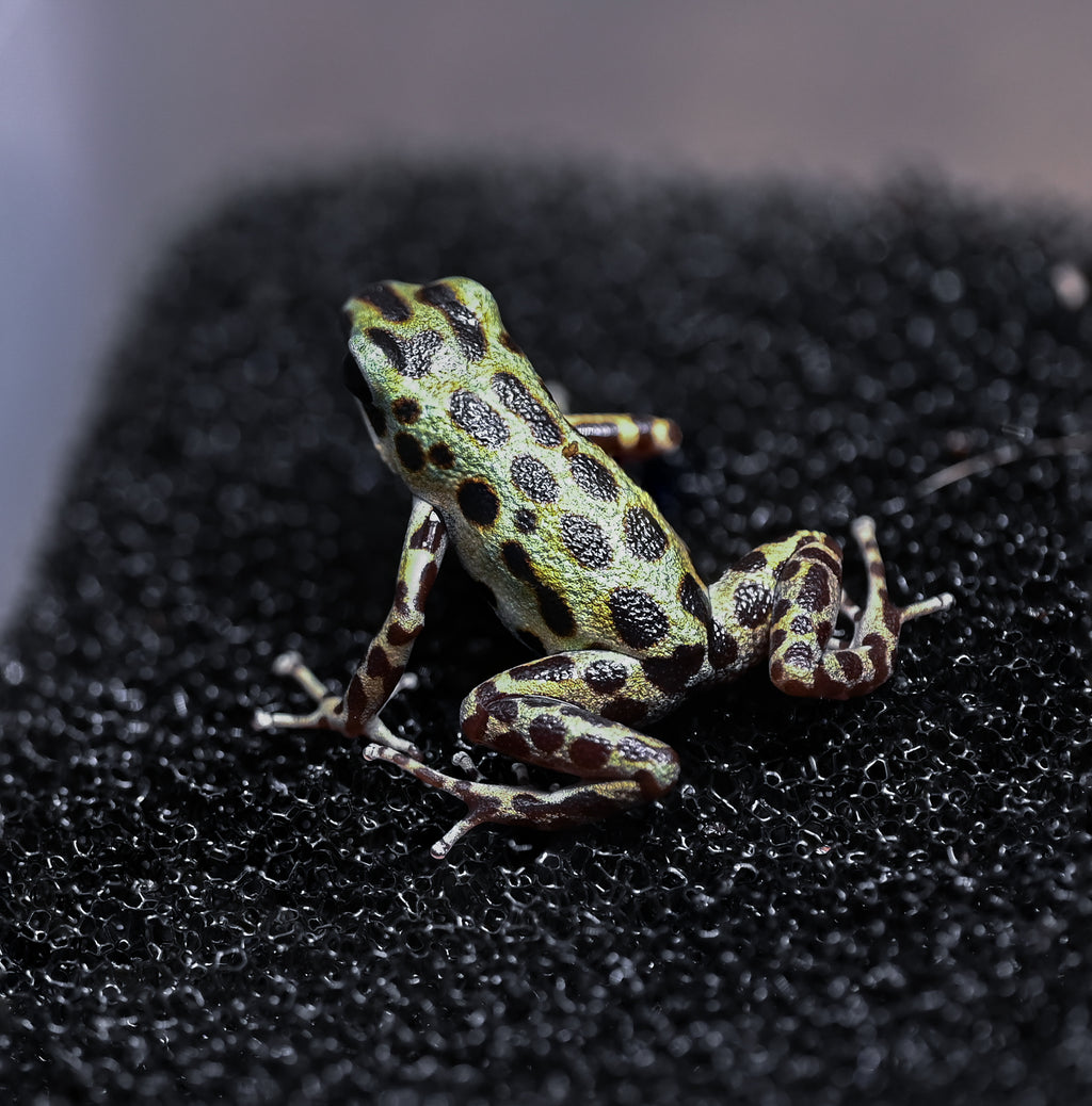 O. pumilio 'Bastimentos - Gold Dust' - 0.0.2 (WYSIWYG)