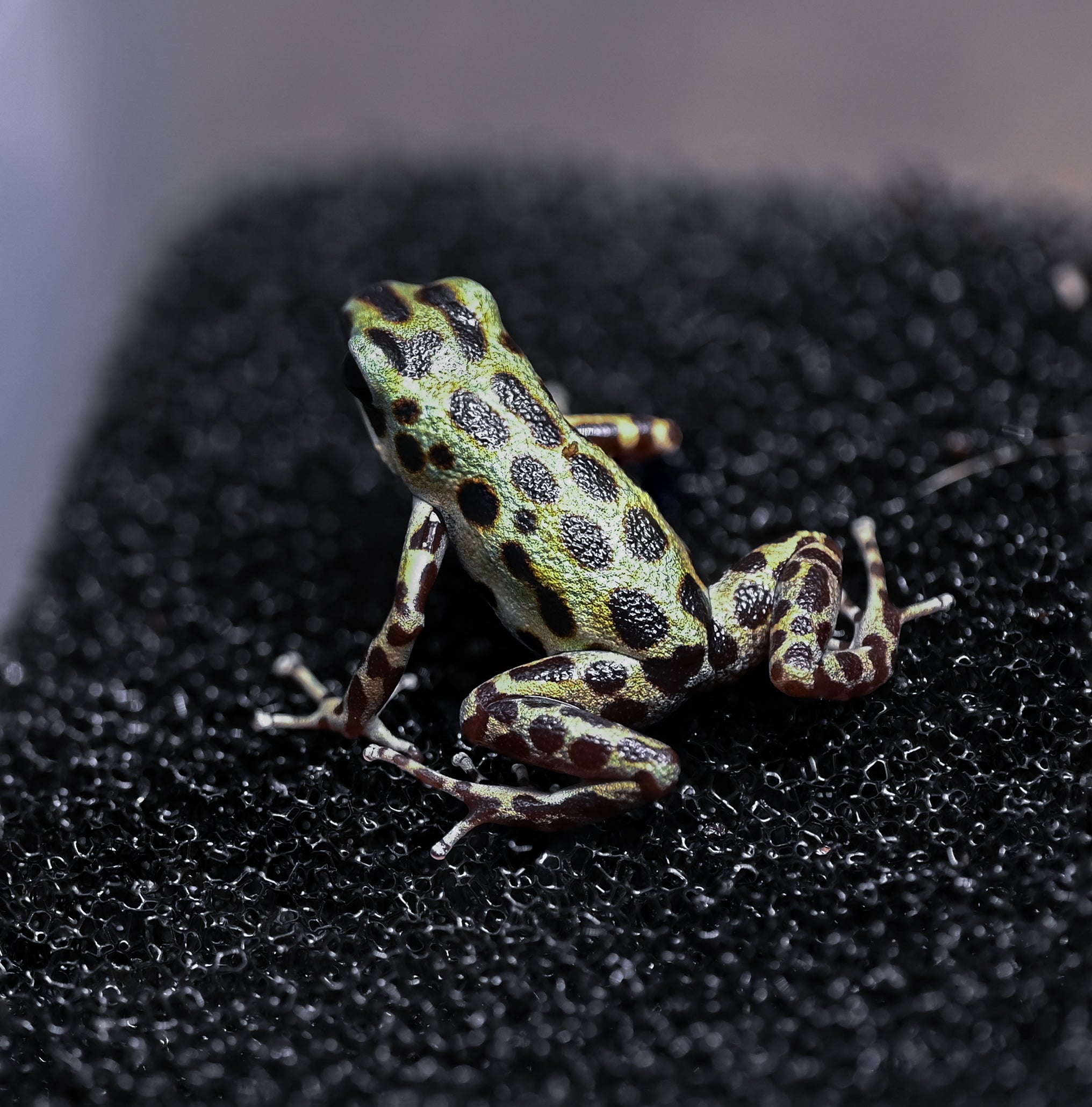 O. pumilio 'Bastimentos - Gold Dust' - 0.0.2 (WYSIWYG)