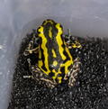 O. pumilio 'Guarumo' - 0.0.1 (WYSIWYG)