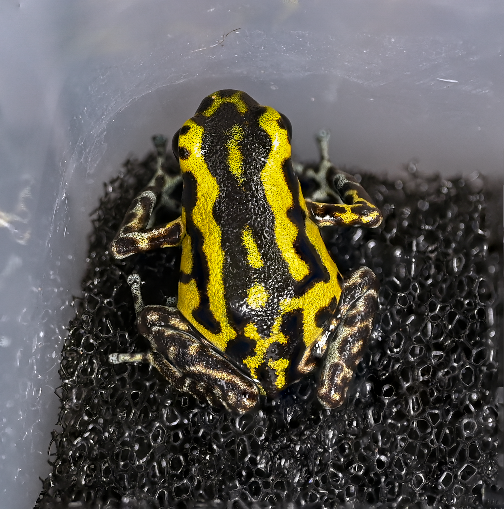 O. pumilio 'Guarumo' - 0.0.1 (WYSIWYG)