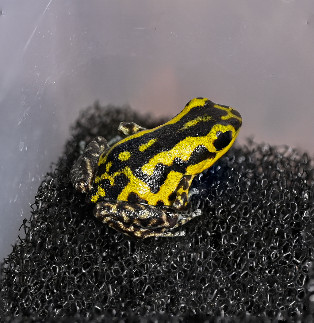 O. pumilio 'Guarumo' - 0.0.1 (WYSIWYG)