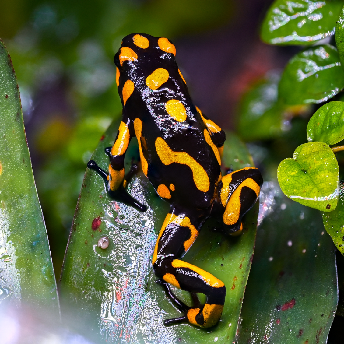 Oophaga histrionica 'Anchicaya'