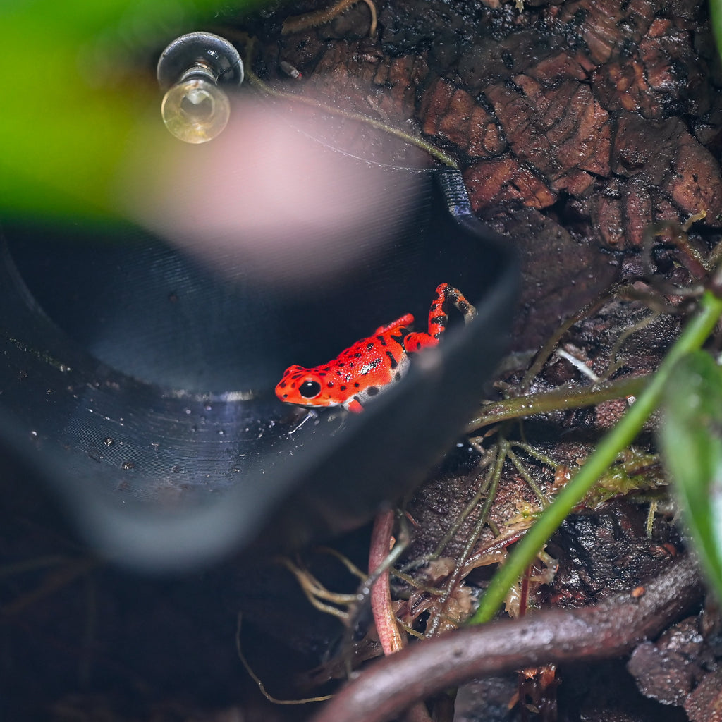 Oophaga pumilio 'Cemetery Bastimentos' - Red