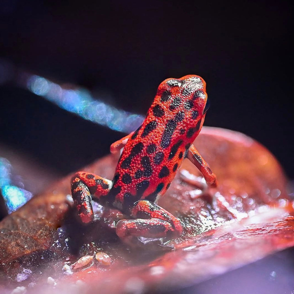 Oophaga pumilio 'Cemetery Bastimentos' - Red