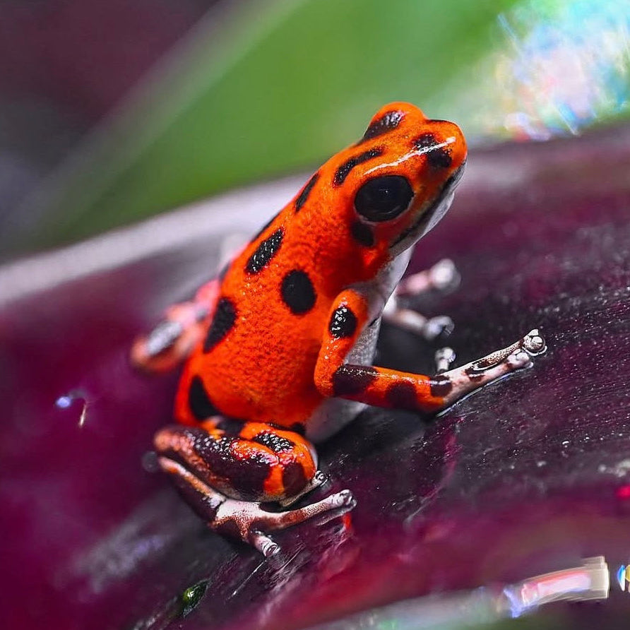 Oophaga pumilio 'Cemetery Bastimentos' - Red