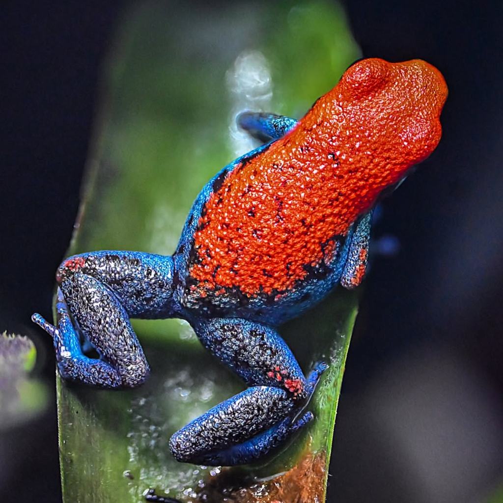 Oophaga pumilio 'Escudo'