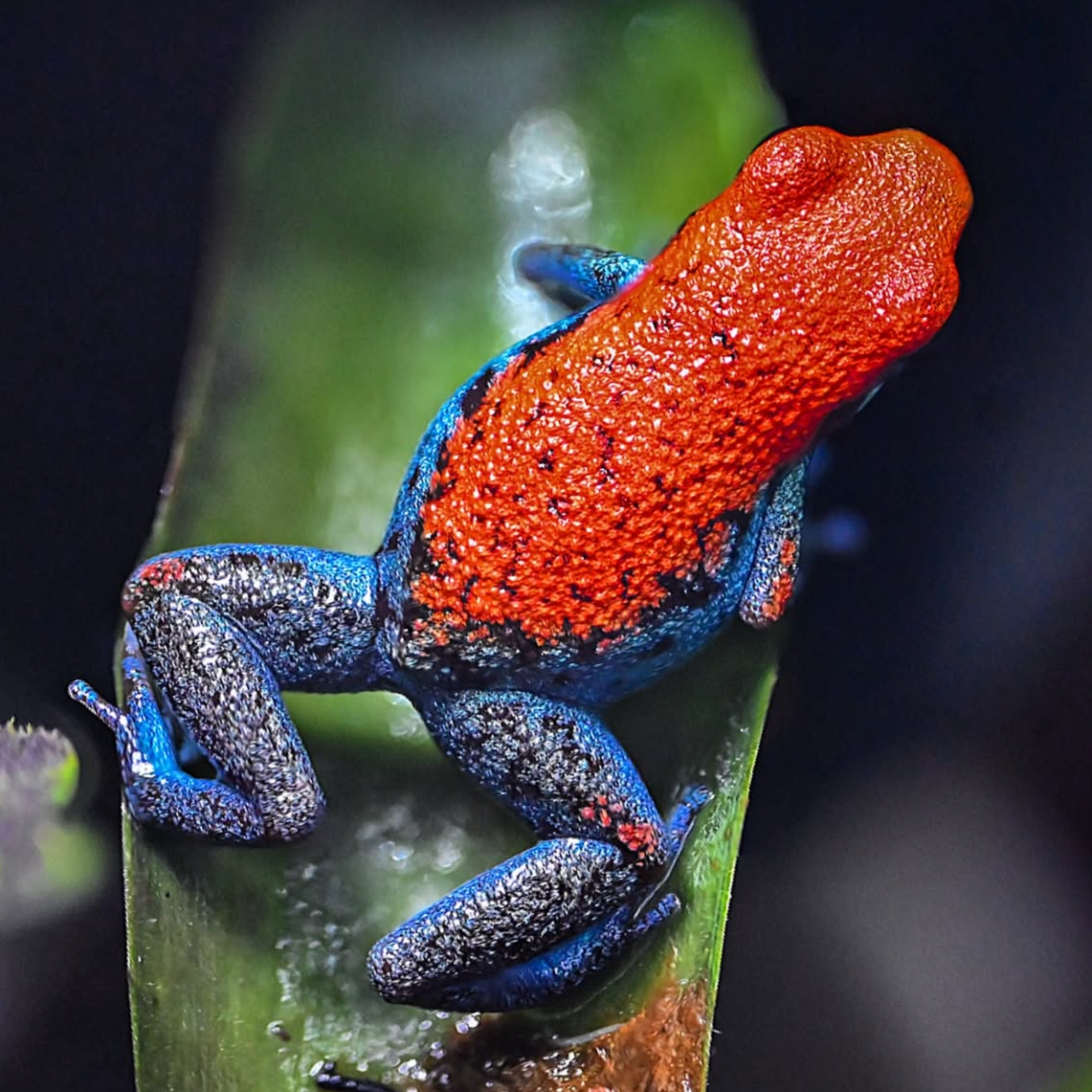 Oophaga pumilio 'Escudo'