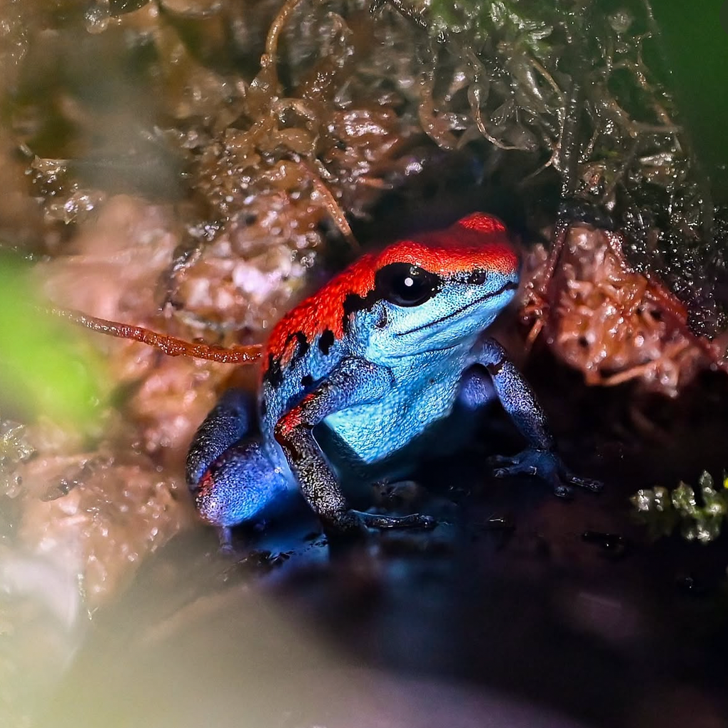 Oophaga pumilio 'Escudo'