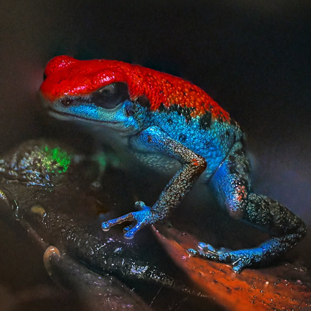 Oophaga pumilio 'Escudo'