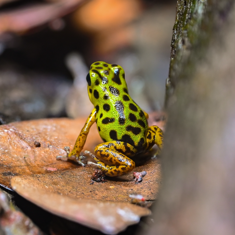 Oophaga pumilio 'Colon Drago'