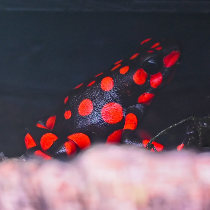 Oophaga solanensis 'Bahia Solano'