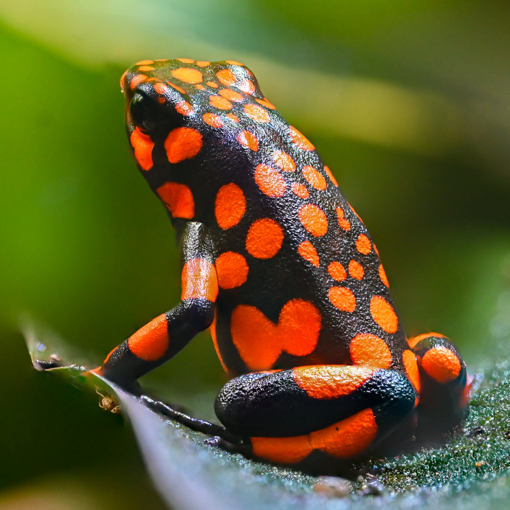 Oophaga solanensis 'Bahia Solano'