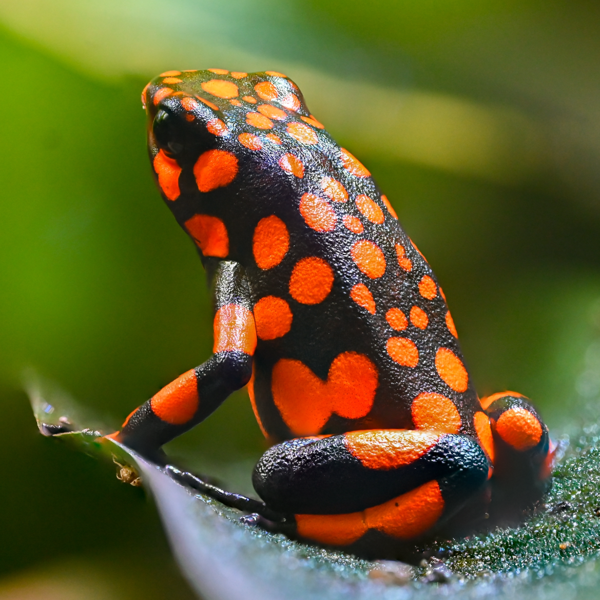 Oophaga solanensis 'Bahia Solano'