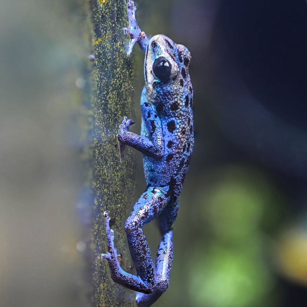 Oophaga pumilio 'Inland Colubre'