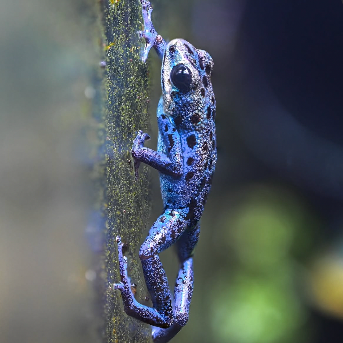 Oophaga pumilio 'Inland Colubre'