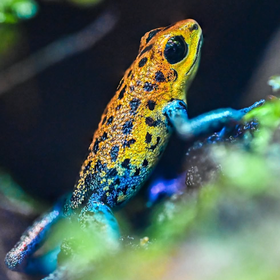 Oophaga pumilio 'Inland Colubre'