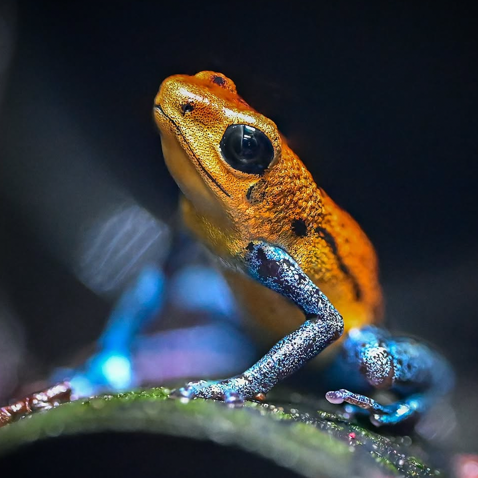 Oophaga pumilio 'Inland Colubre'