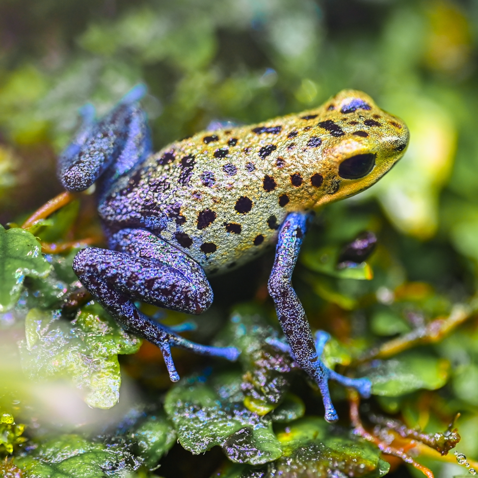 Oophaga pumilio 'Inland Colubre'