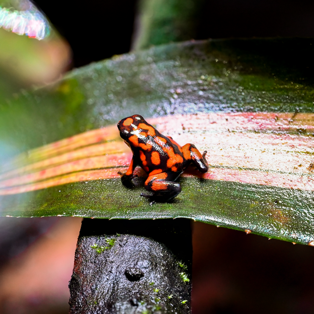 Oophaga solanensis 'Bahia Solano'