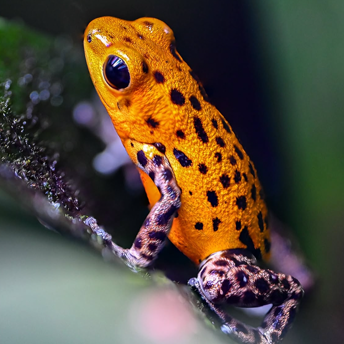 Oophaga pumilio 'Pico de Chiriqui'