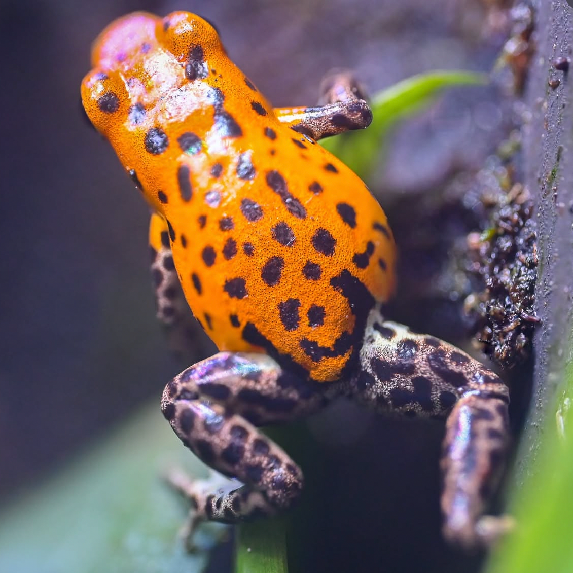 Oophaga pumilio 'Pico de Chiriqui'