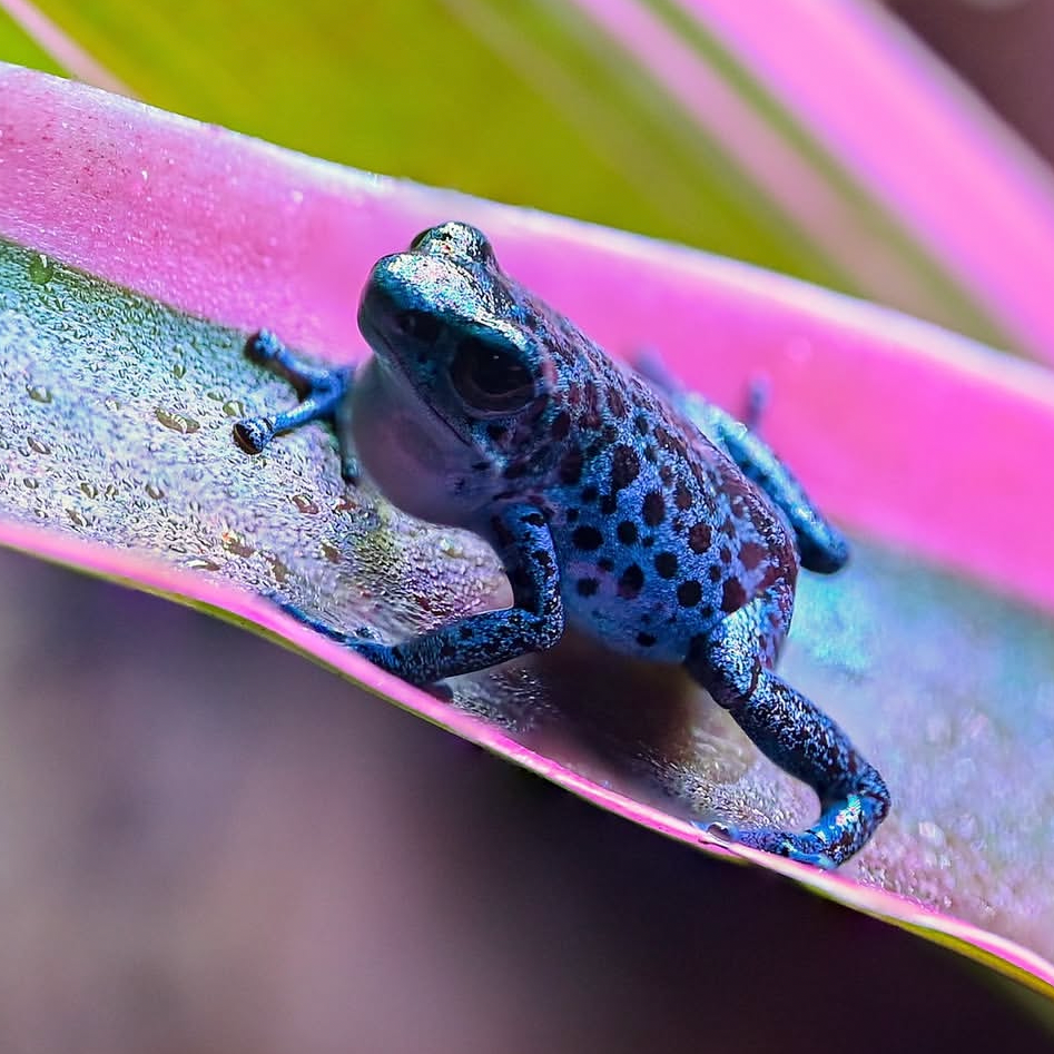 Oophaga pumilio 'Rio Colubre'