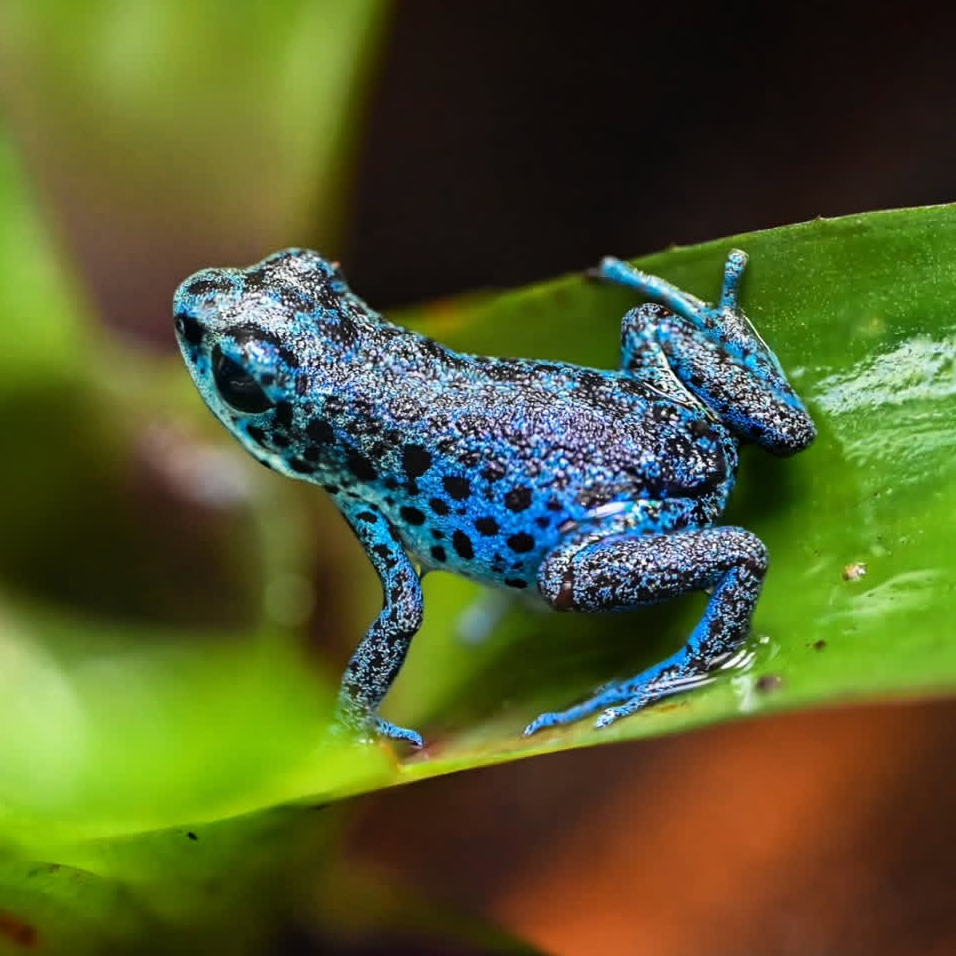 Oophaga pumilio 'Rio Colubre'
