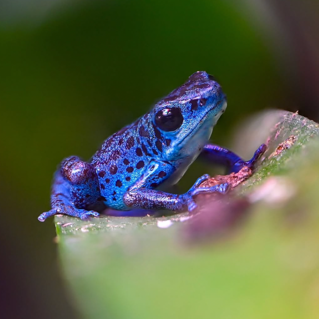 Oophaga pumilio 'Rio Colubre'