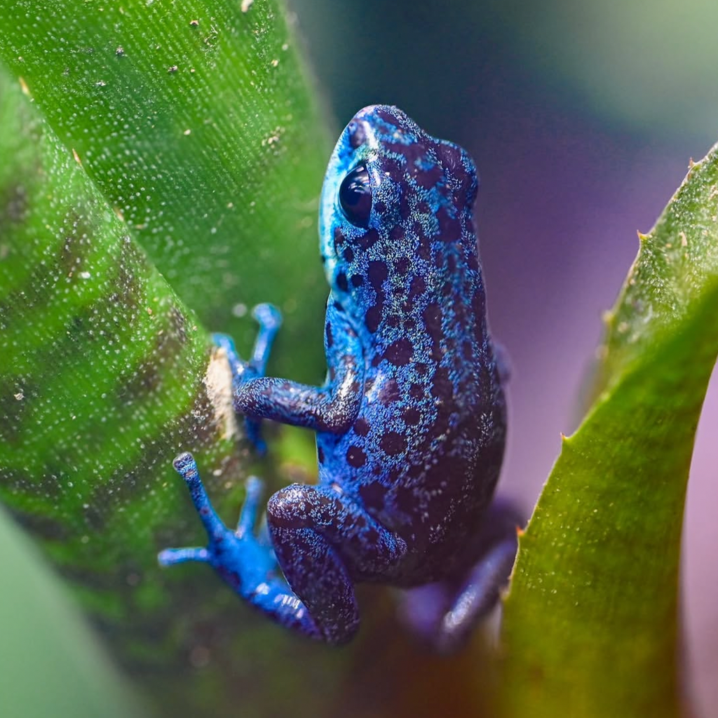 Oophaga pumilio 'Rio Colubre'