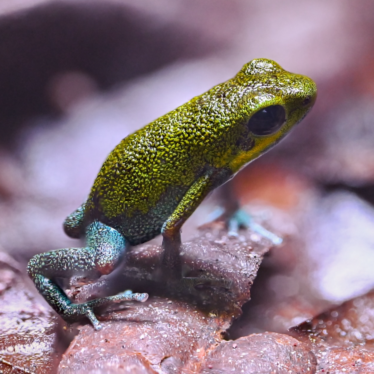 Oophaga pumilio 'Popa 1'